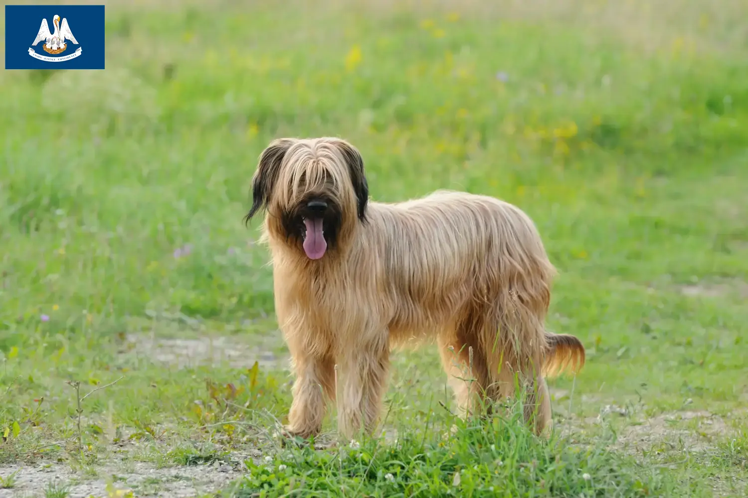 Read more about the article Briard breeders and puppies in Louisiana