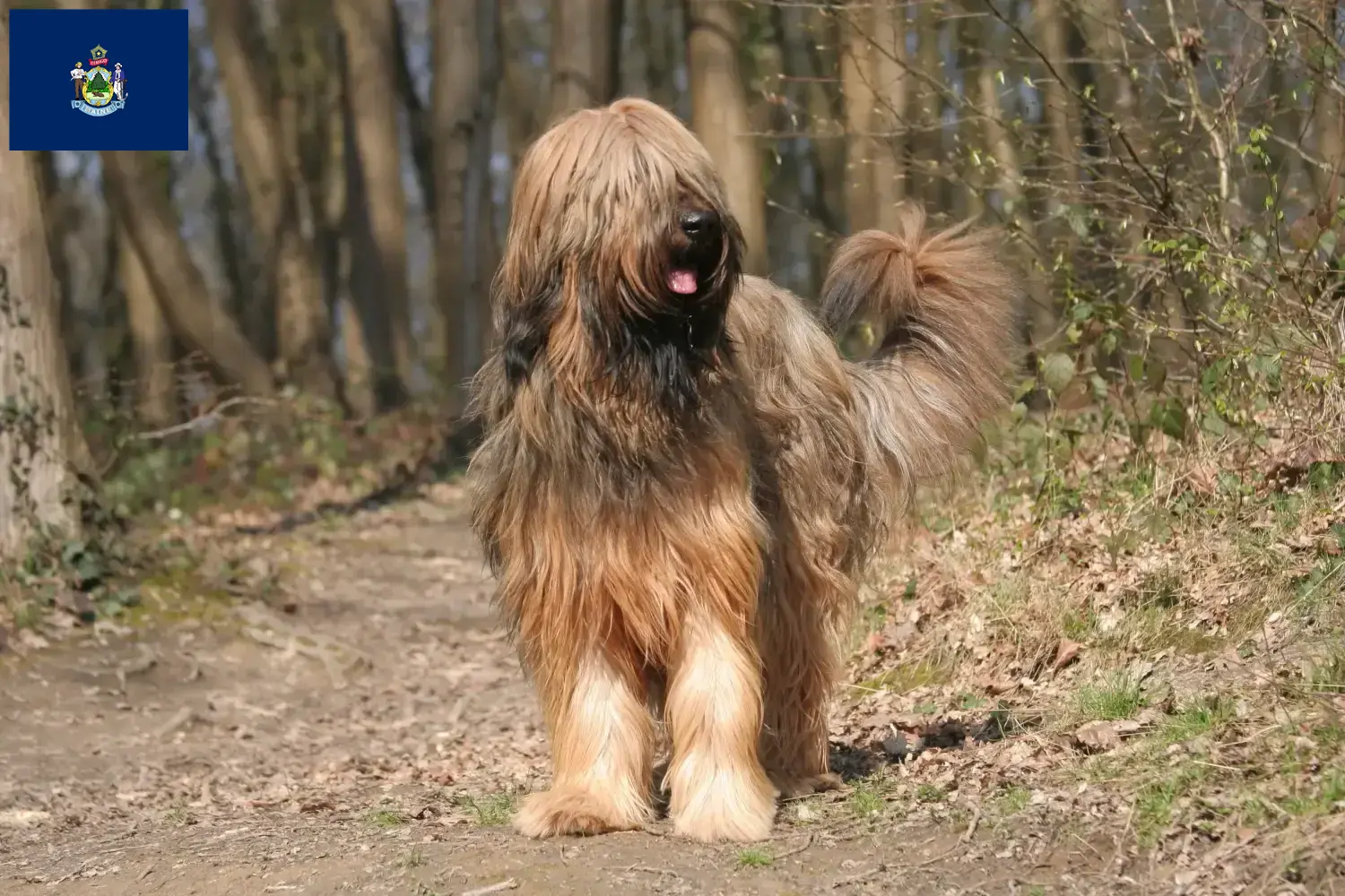 Read more about the article Briard breeders and puppies in Maine