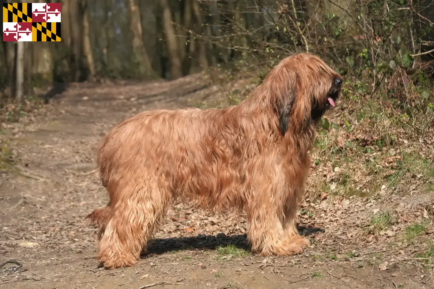Read more about the article Briard breeders and puppies in Maryland