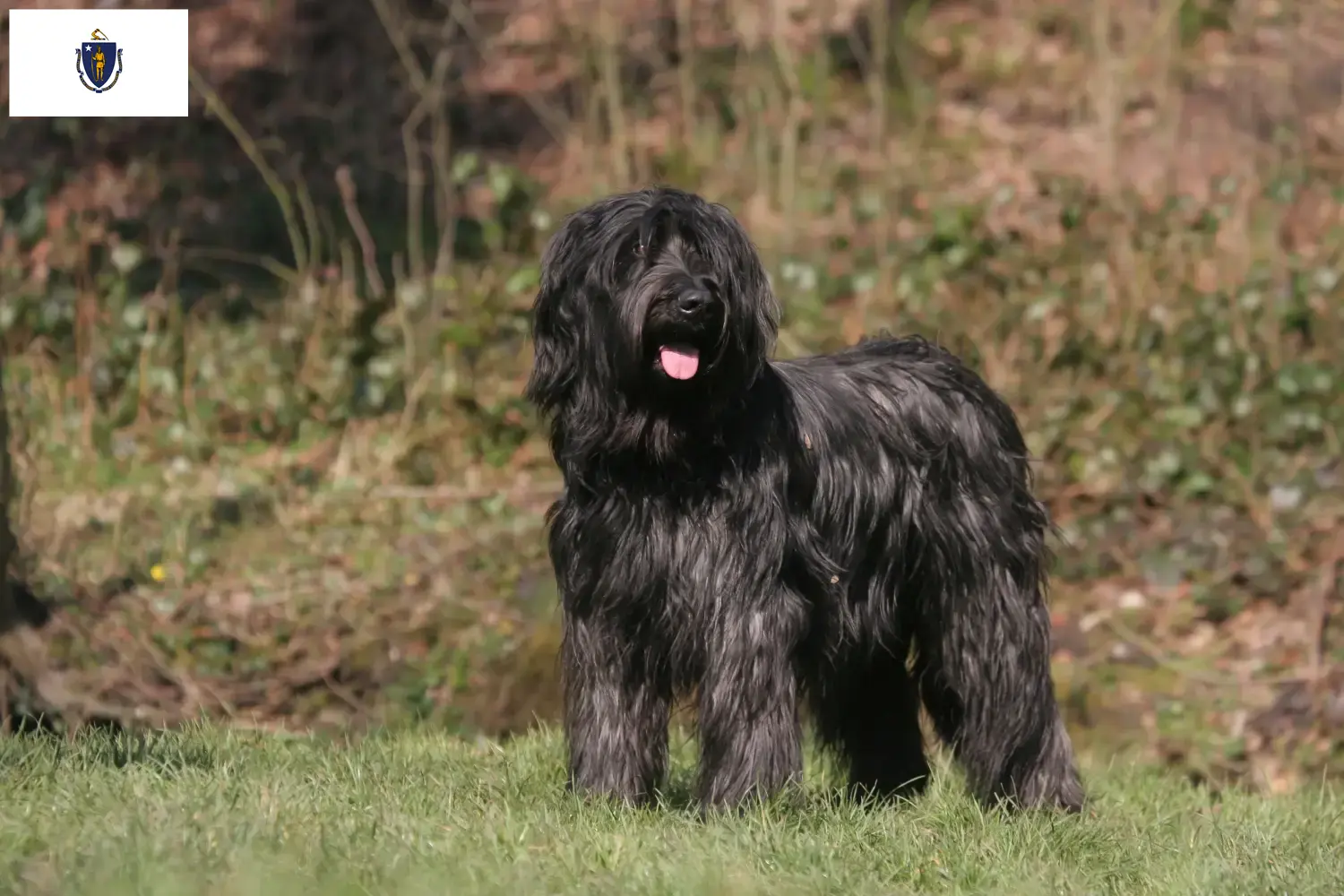 Read more about the article Briard breeders and puppies in Massachusetts