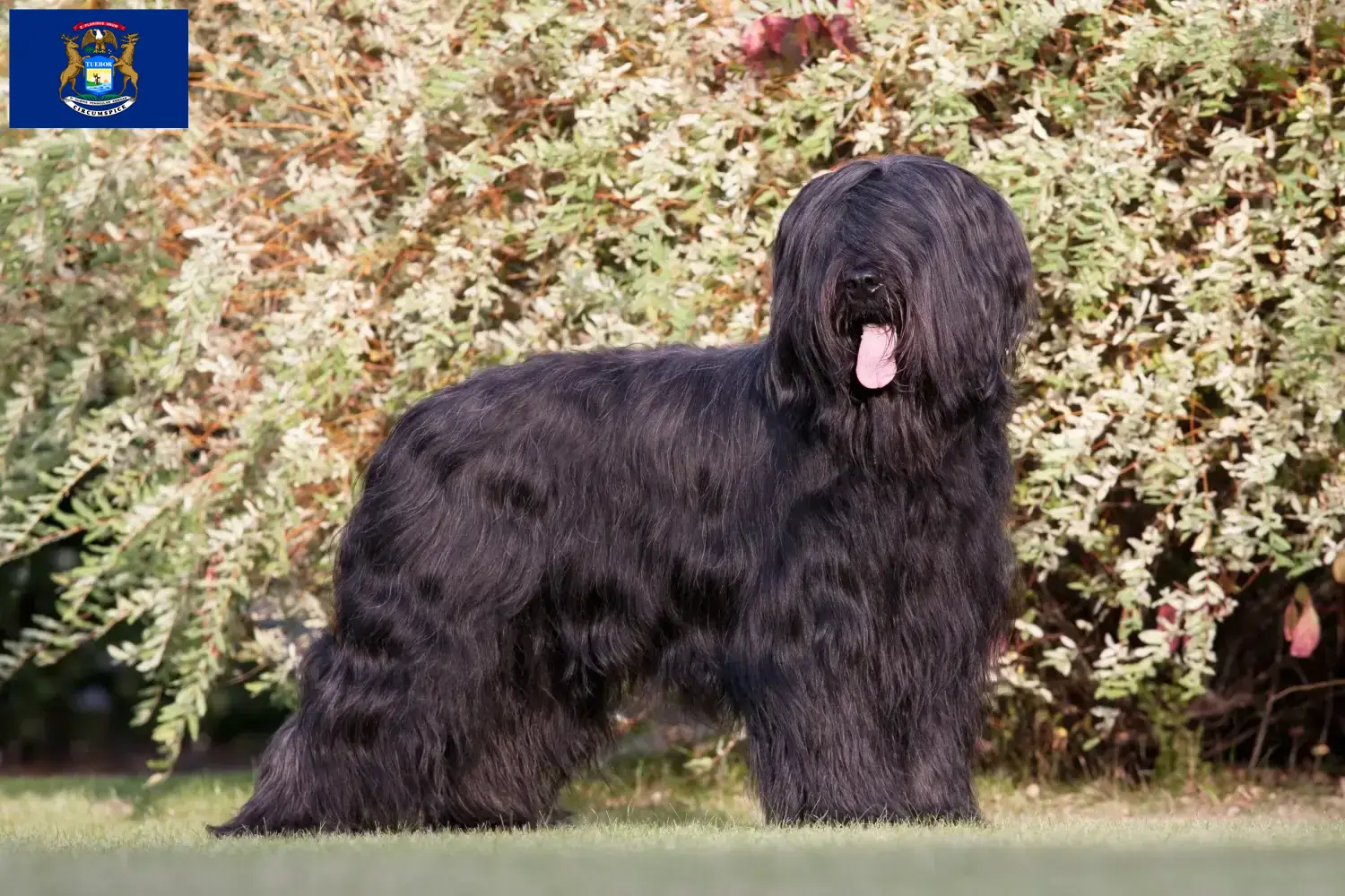 Read more about the article Briard breeders and puppies in Michigan