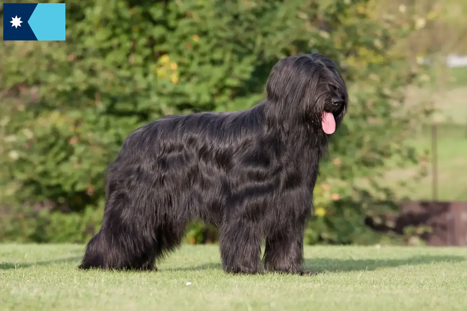 Read more about the article Briard breeders and puppies in Minnesota