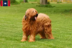 Read more about the article Briard breeders and puppies in Mississippi