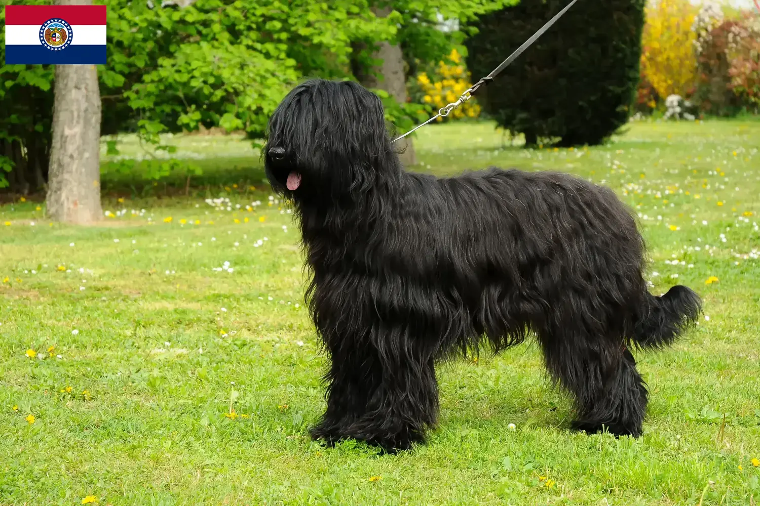 Read more about the article Briard breeders and puppies in Missouri