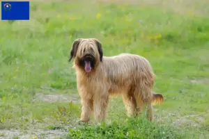Read more about the article Briard breeders and puppies in Nevada