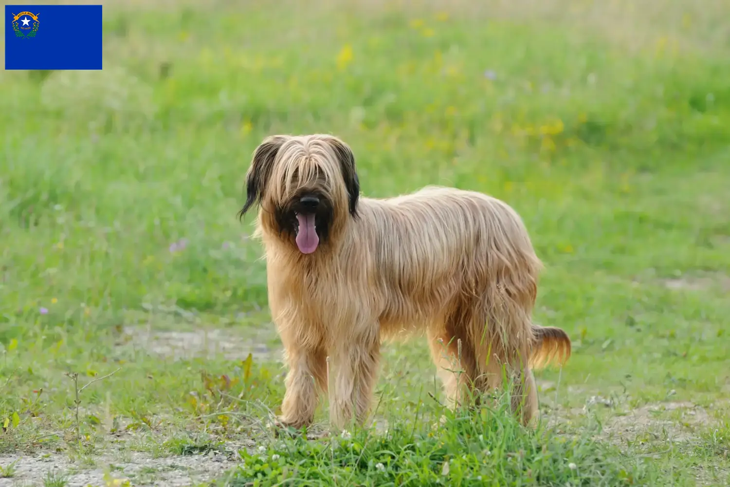 Read more about the article Briard breeders and puppies in Nevada