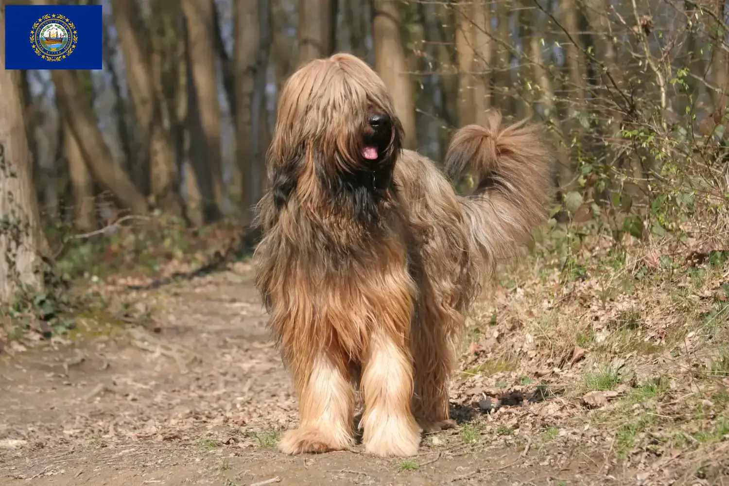 Read more about the article Briard breeders and puppies in New Hampshire