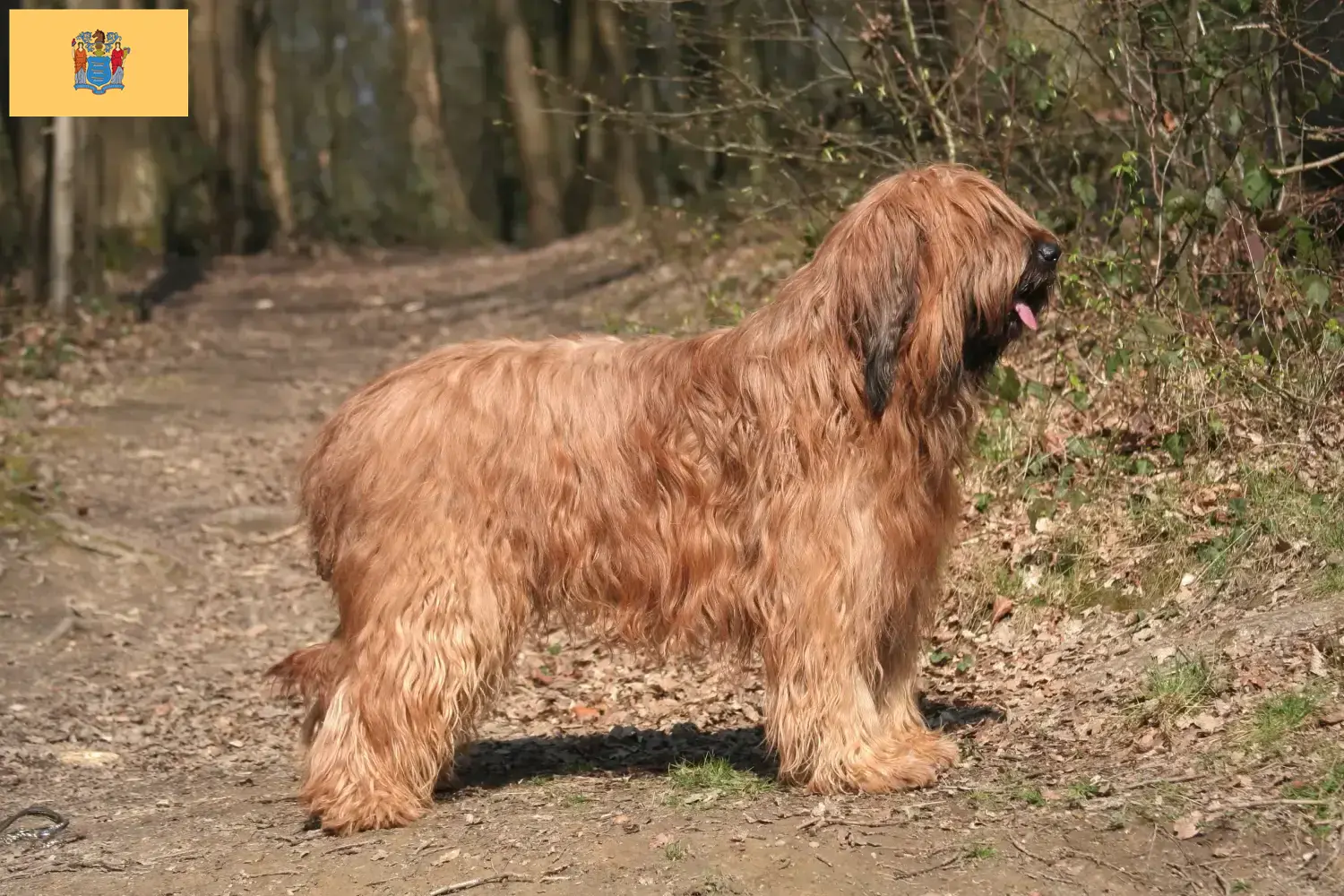 Read more about the article Briard breeders and puppies in New Jersey