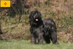 Read more about the article Briard breeders and puppies in New Mexico