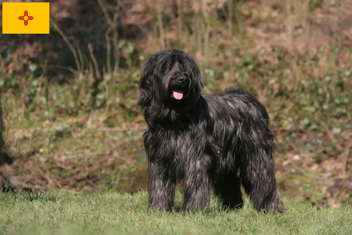 Read more about the article Briard breeders and puppies in New Mexico