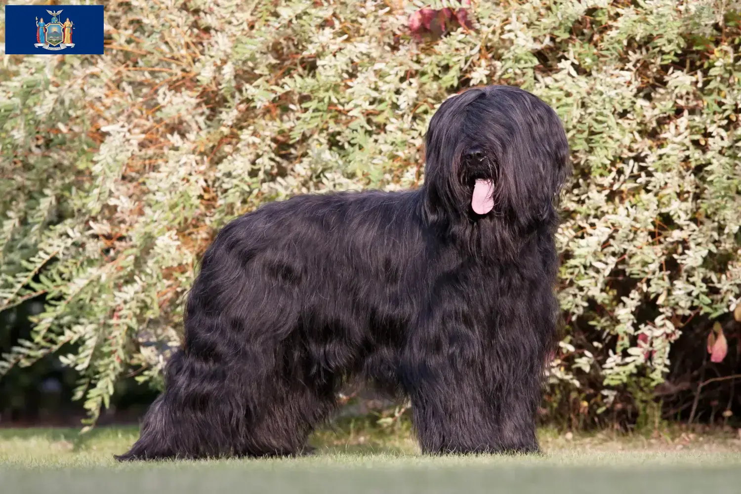 Read more about the article Briard breeders and puppies in New York