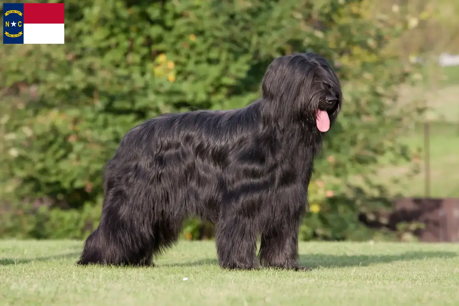 Read more about the article Briard breeders and puppies in North Carolina