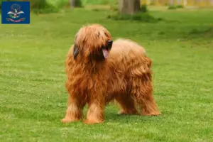 Read more about the article Briard breeders and puppies in North Dakota
