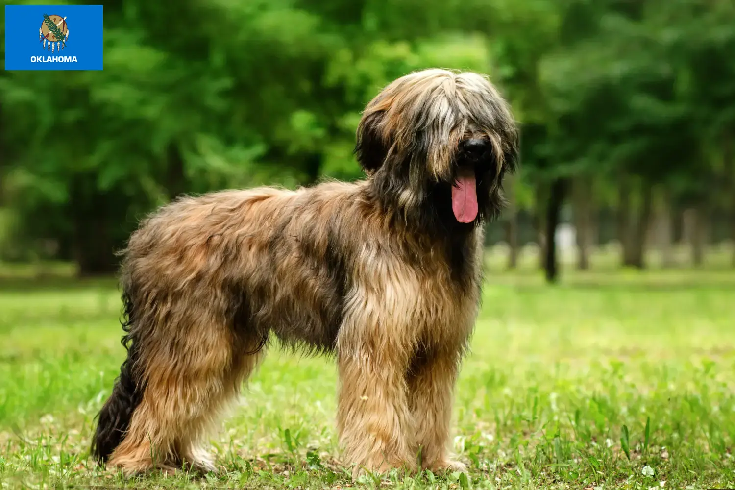 Read more about the article Briard breeders and puppies in Oklahoma