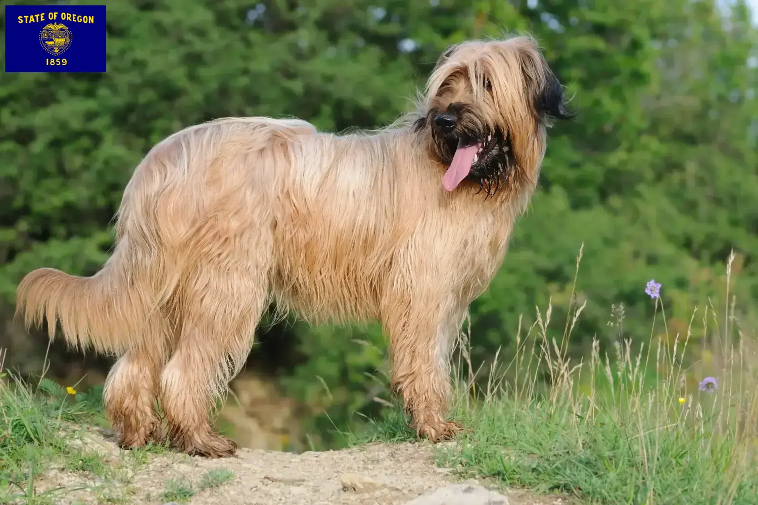 Read more about the article Briard breeders and puppies in Oregon