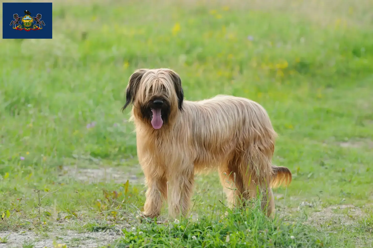 Read more about the article Briard breeders and puppies in Pennsylvania