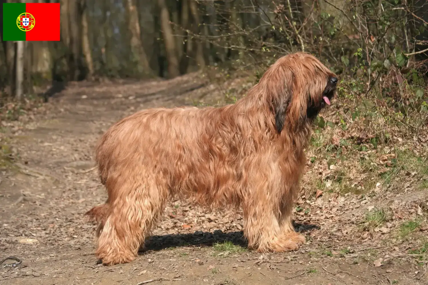 Read more about the article Briard breeders and puppies in Portugal