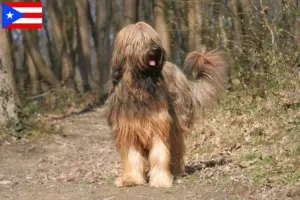 Read more about the article Briard breeders and puppies in Puerto Rico