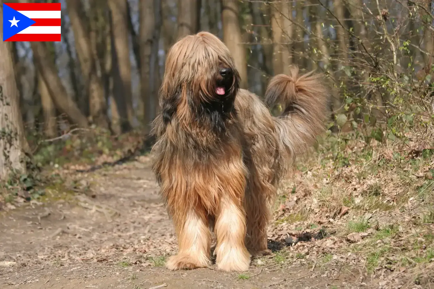 Read more about the article Briard breeders and puppies in Puerto Rico