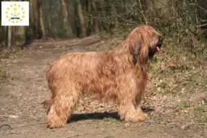 Read more about the article Briard breeders and puppies in Rhode Island