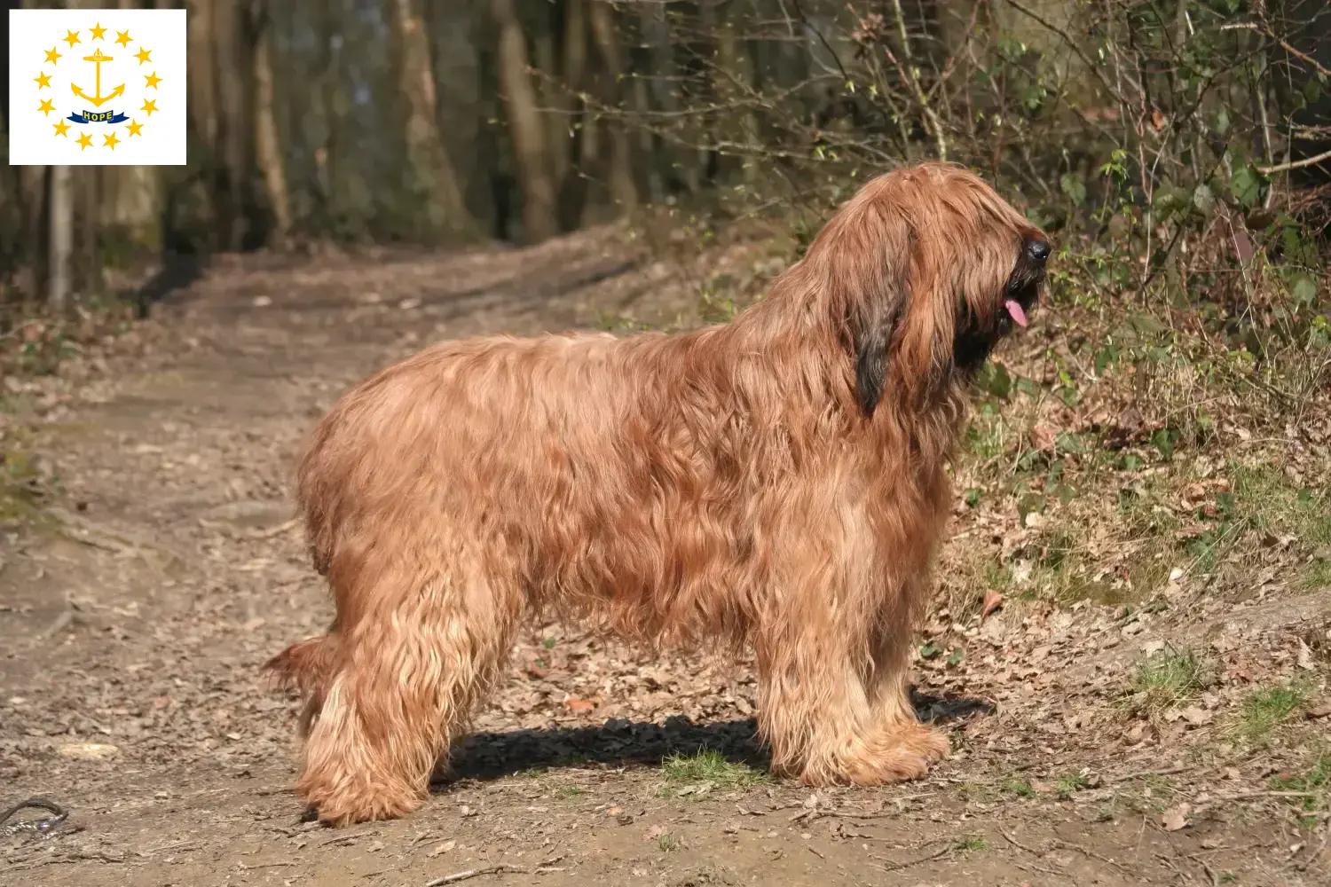 Read more about the article Briard breeders and puppies in Rhode Island