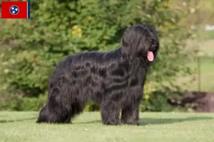 Read more about the article Briard breeders and puppies in Tennessee