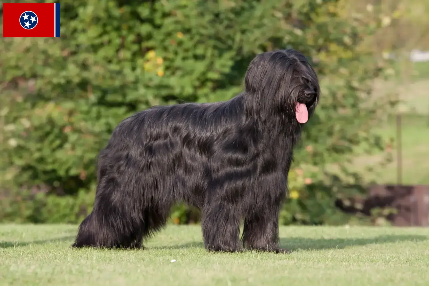Read more about the article Briard breeders and puppies in Tennessee