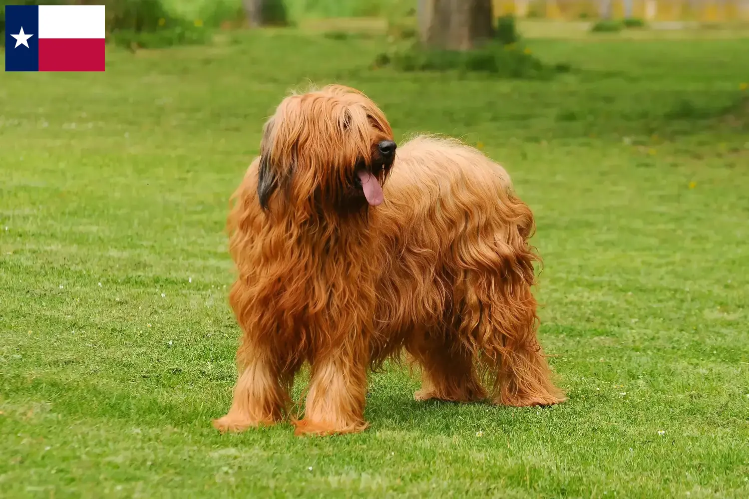 Read more about the article Briard breeders and puppies in Texas