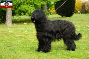 Read more about the article Briard breeders and puppies in Utah