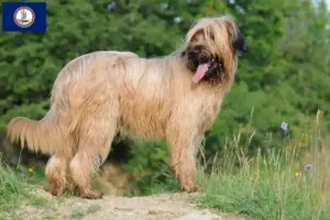 Read more about the article Briard breeders and puppies in Virginia