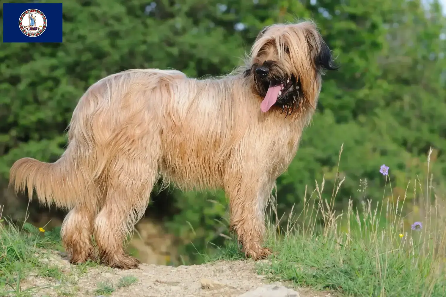 Read more about the article Briard breeders and puppies in Virginia