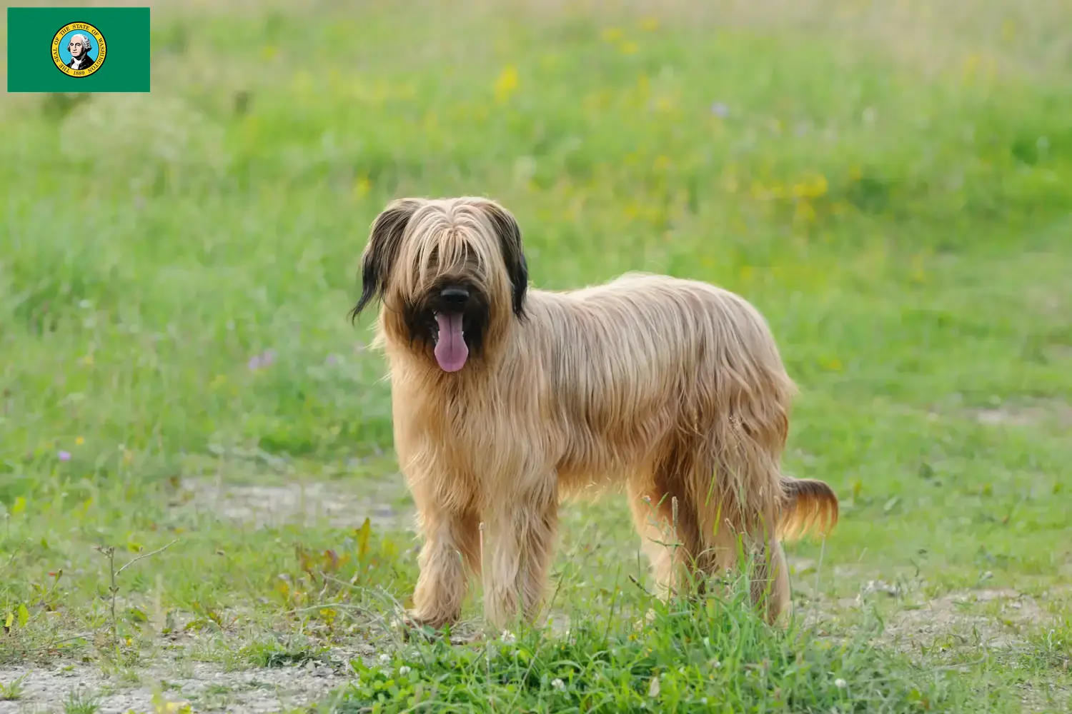 Read more about the article Briard breeders and puppies in Washington
