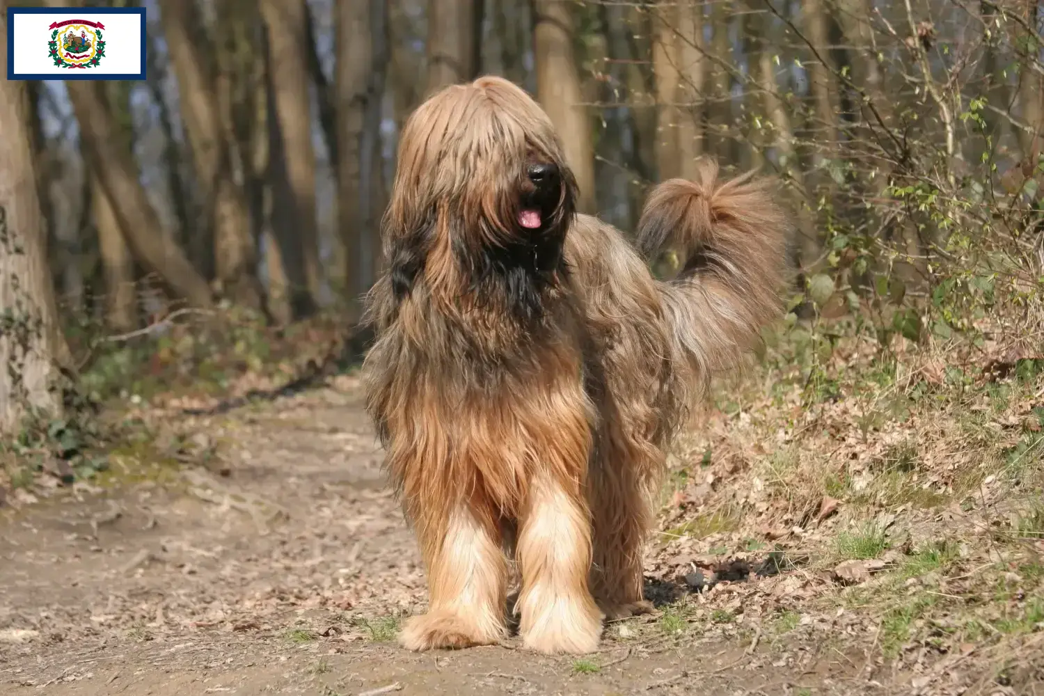Read more about the article Briard breeders and puppies in West Virginia