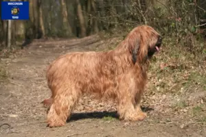 Read more about the article Briard breeders and puppies in Wisconsin