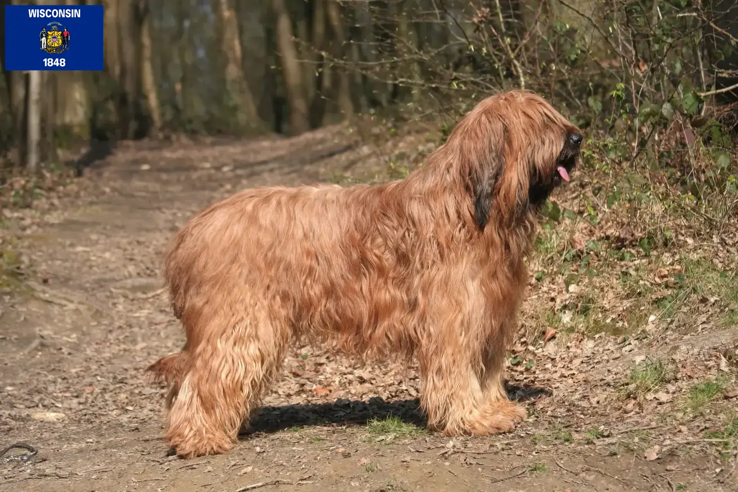 Read more about the article Briard breeders and puppies in Wisconsin