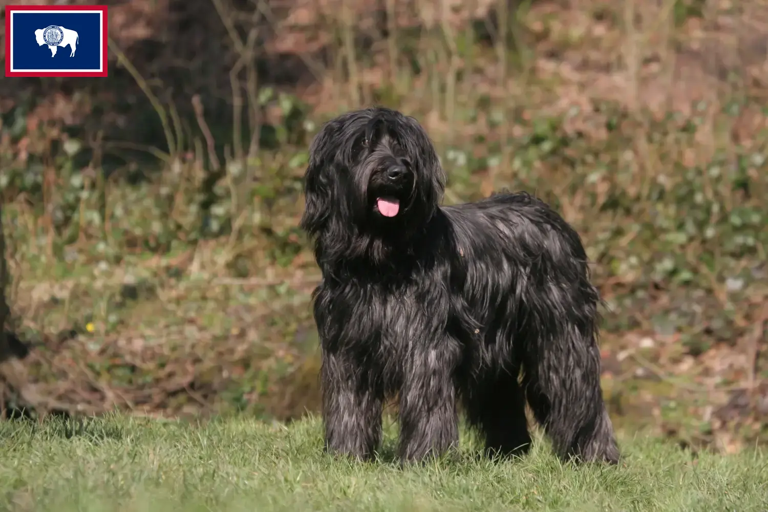 Read more about the article Briard breeders and puppies in Wyoming