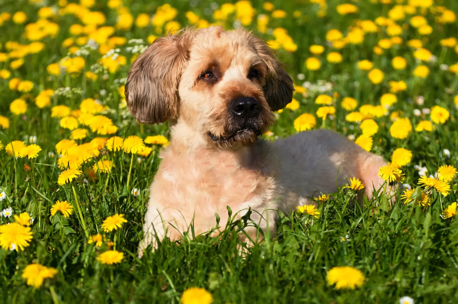 Buying a Briard puppy means taking responsibility! Buy Briard puppies.