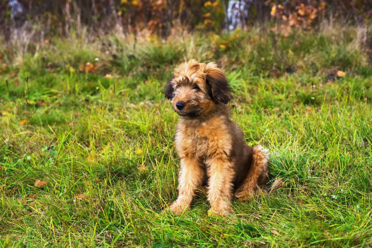 Buying a Briard puppy means taking responsibility! Buy Briard puppies.
