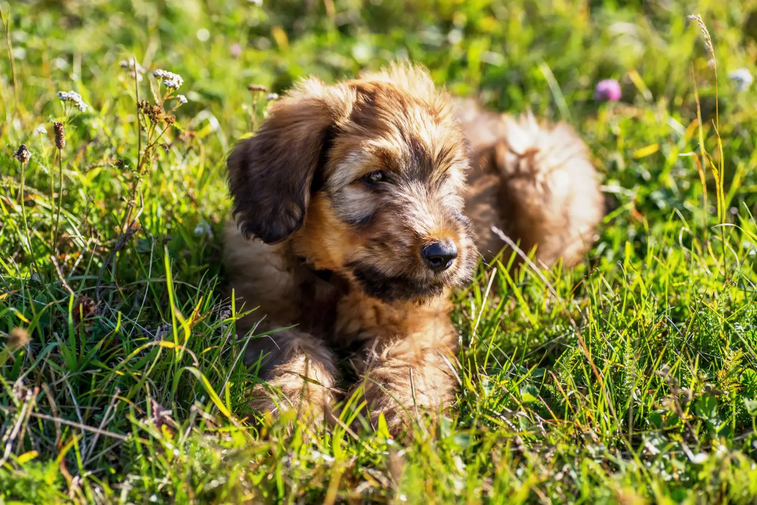 Buying a Briard puppy means taking responsibility! Buy Briard puppies.