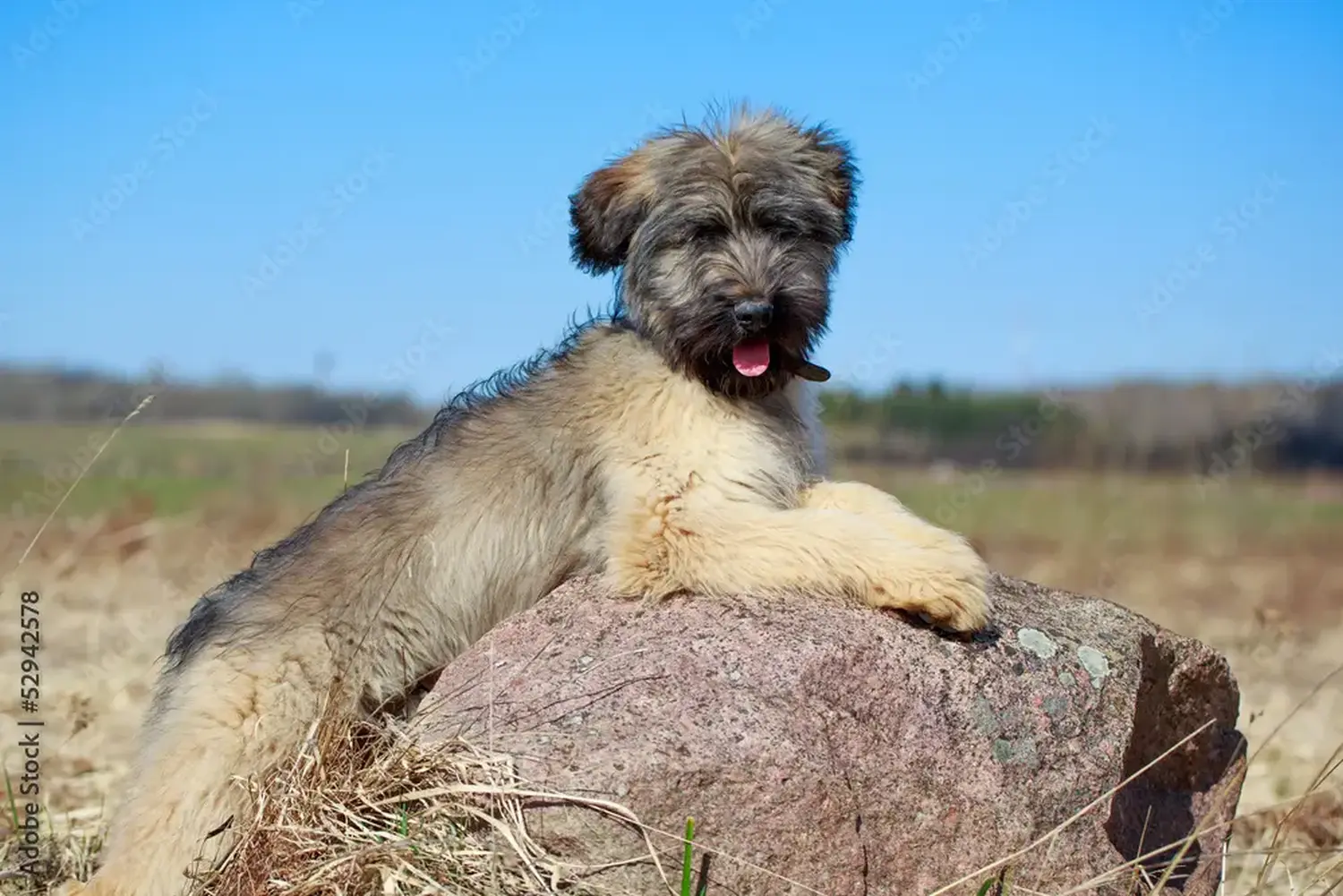 Buying a Briard puppy means taking responsibility! Buy Briard puppies.