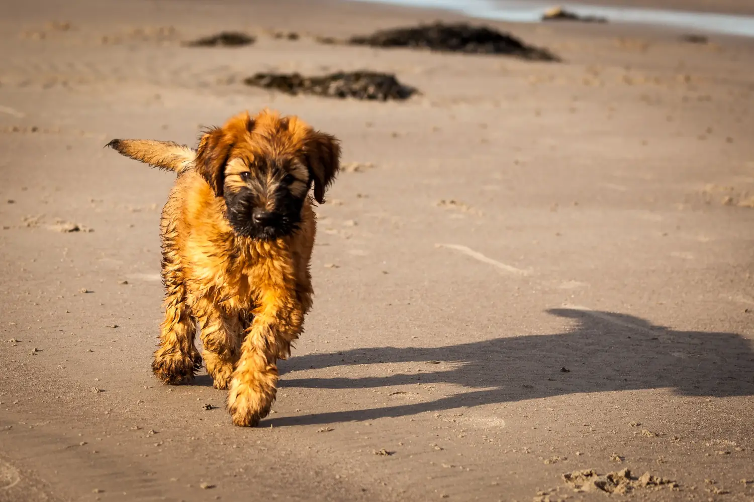 Buying a Briard puppy means taking responsibility! Buy Briard puppies.