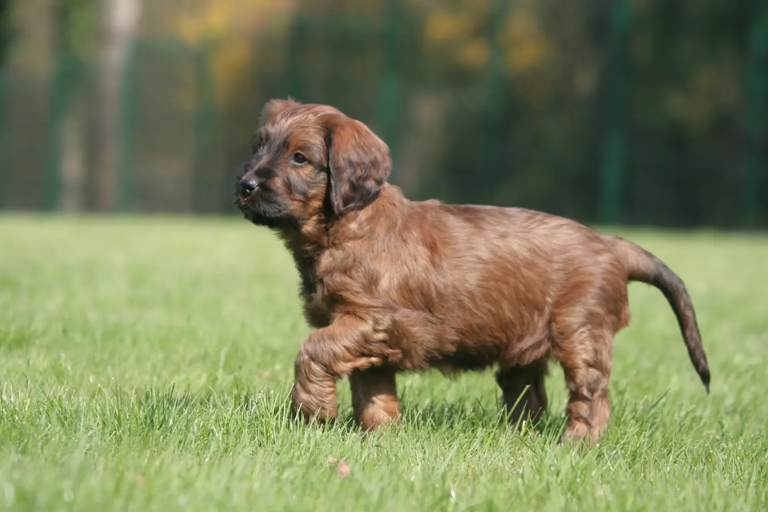 Buying a Briard puppy means taking responsibility! Buy Briard puppies.