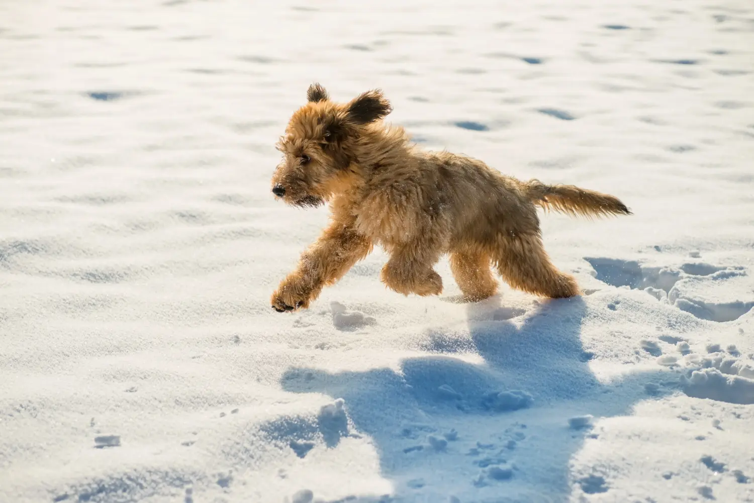 Buying a Briard puppy means taking responsibility! Buy Briard puppies.