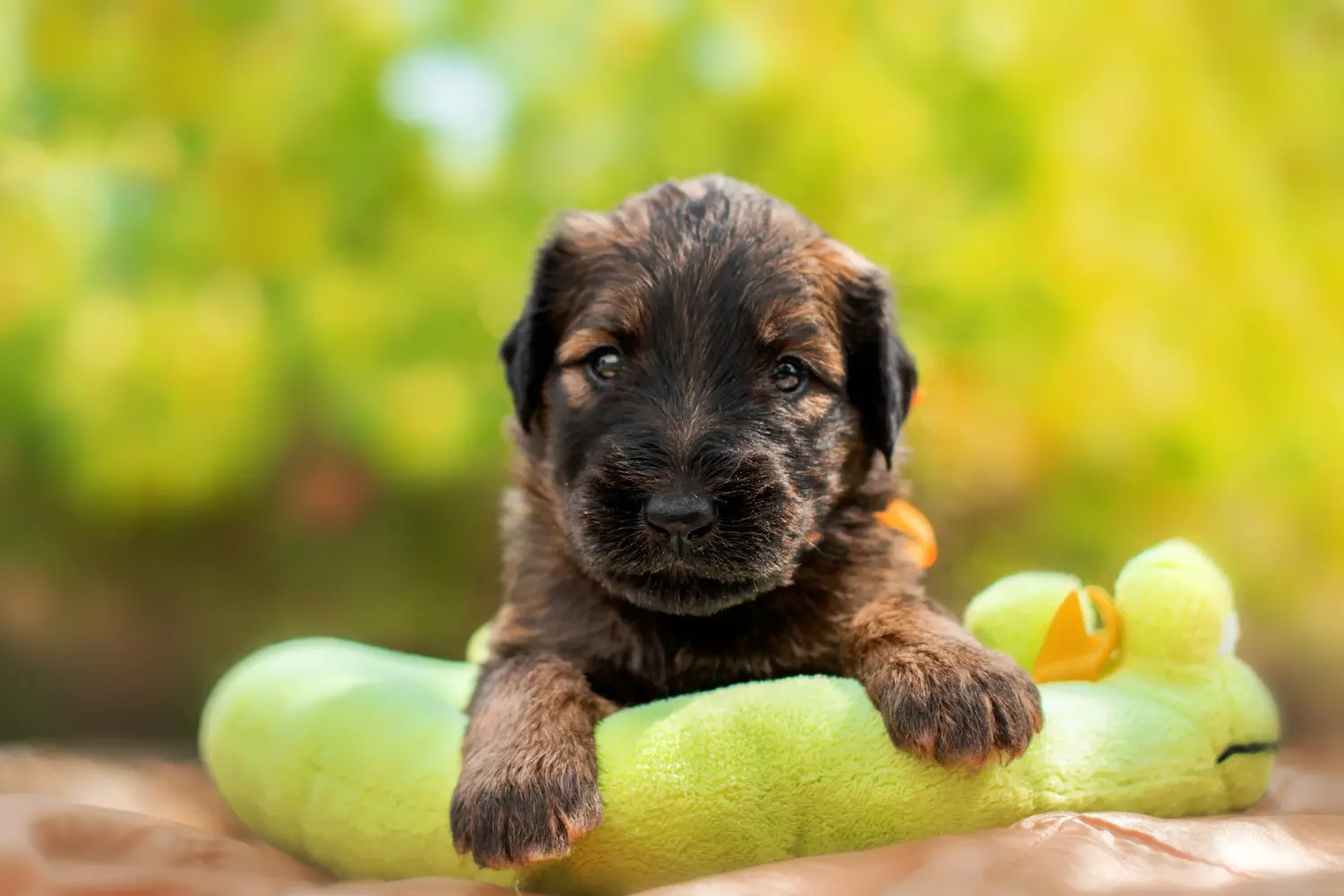 Buying a Briard puppy means taking responsibility! Buy Briard puppies.