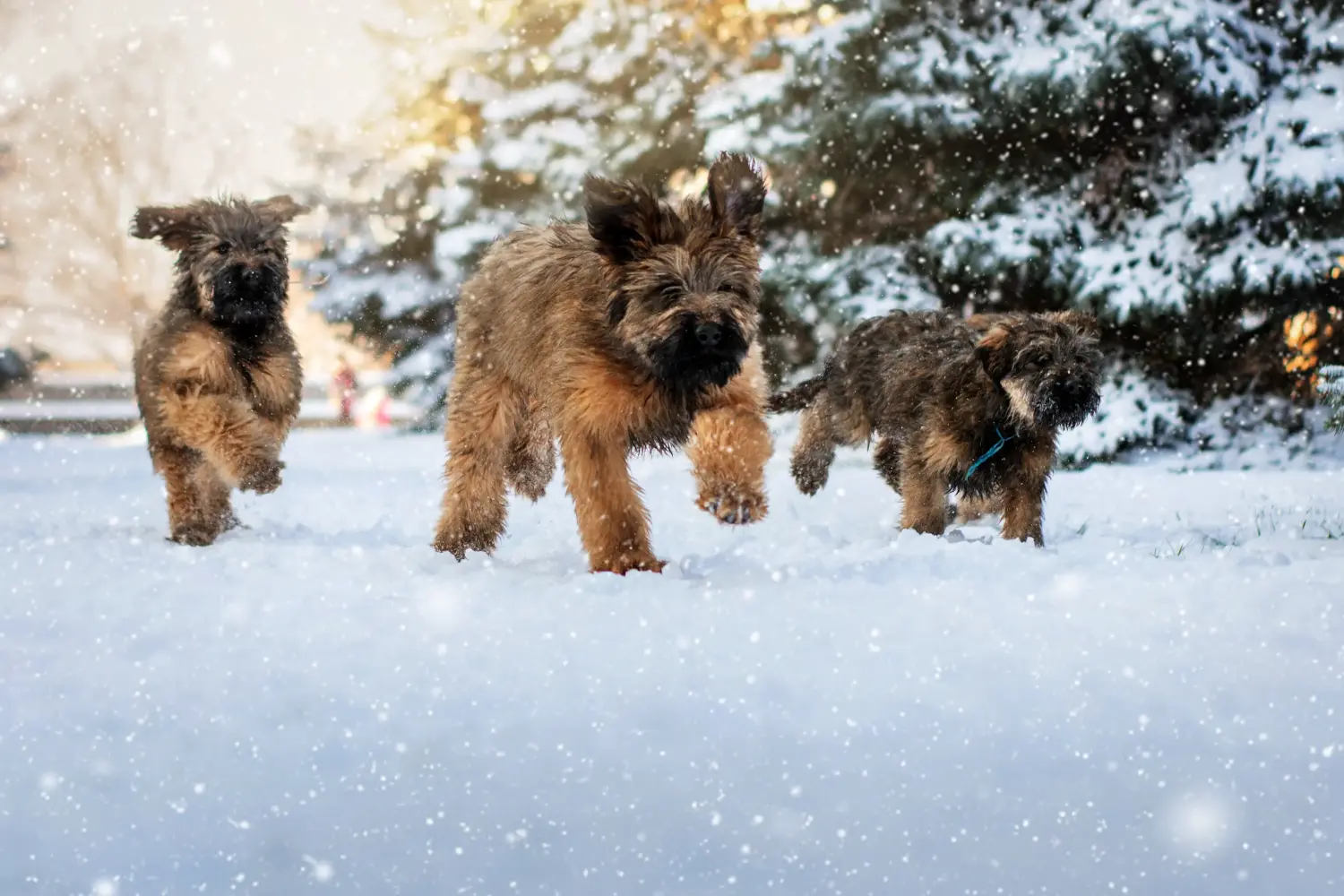 Buying a Briard puppy means taking responsibility! Buy Briard puppies.