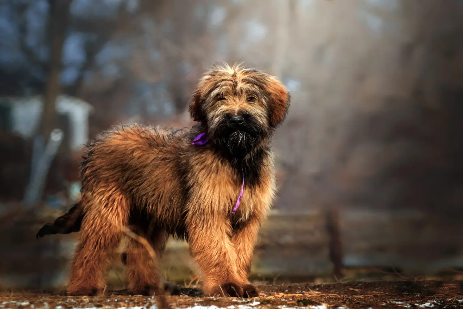 Buying a Briard puppy means taking responsibility! Buy Briard puppies.