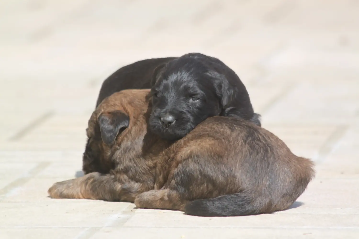 Buying a Briard puppy means taking responsibility! Buy Briard puppies.