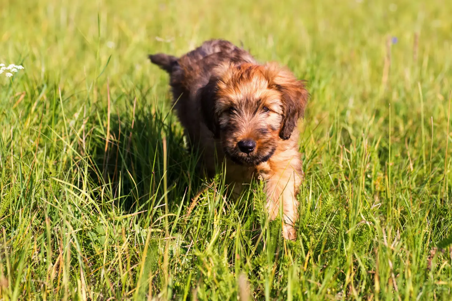 Buying a Briard puppy means taking responsibility! Buy Briard puppies.