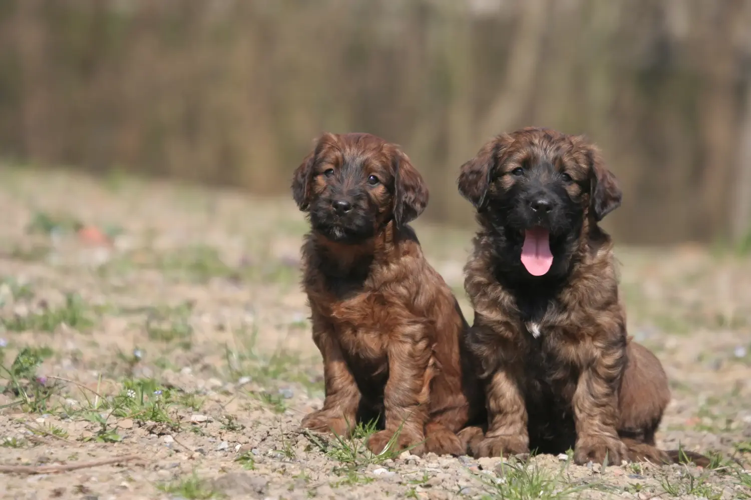 Buying a Briard puppy means taking responsibility! Buy Briard puppies.