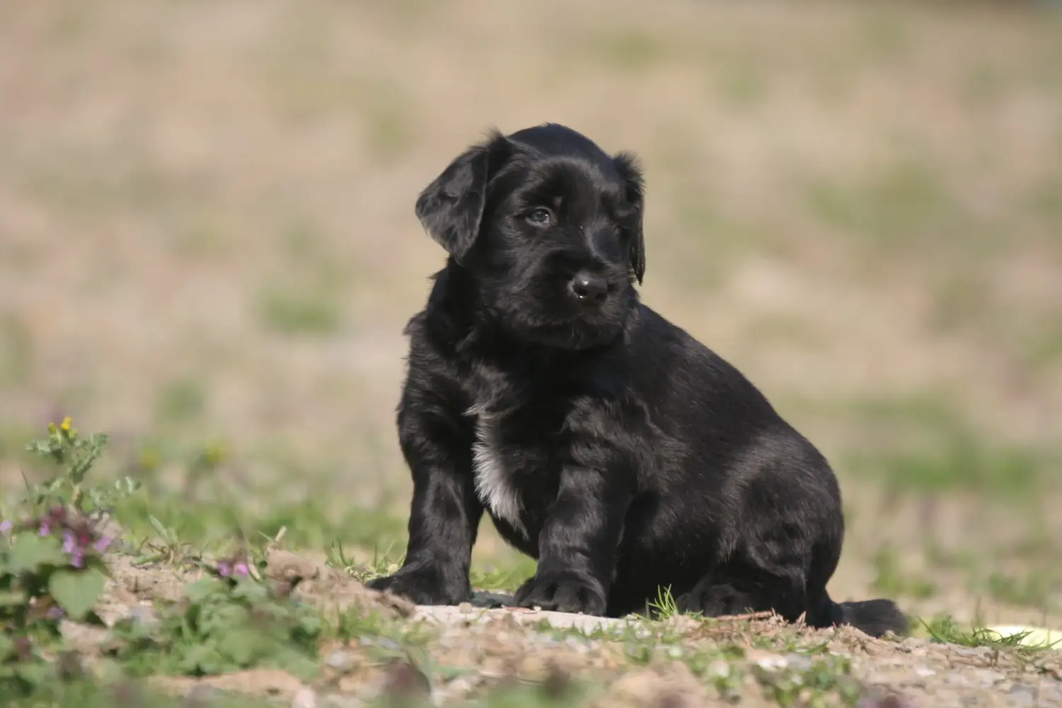 Buying a Briard puppy means taking responsibility! Buy Briard puppies.